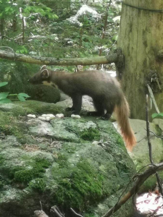 Anno - Wohlfuehlen Am Bachal In Altschoenau Neuschönau Buitenkant foto