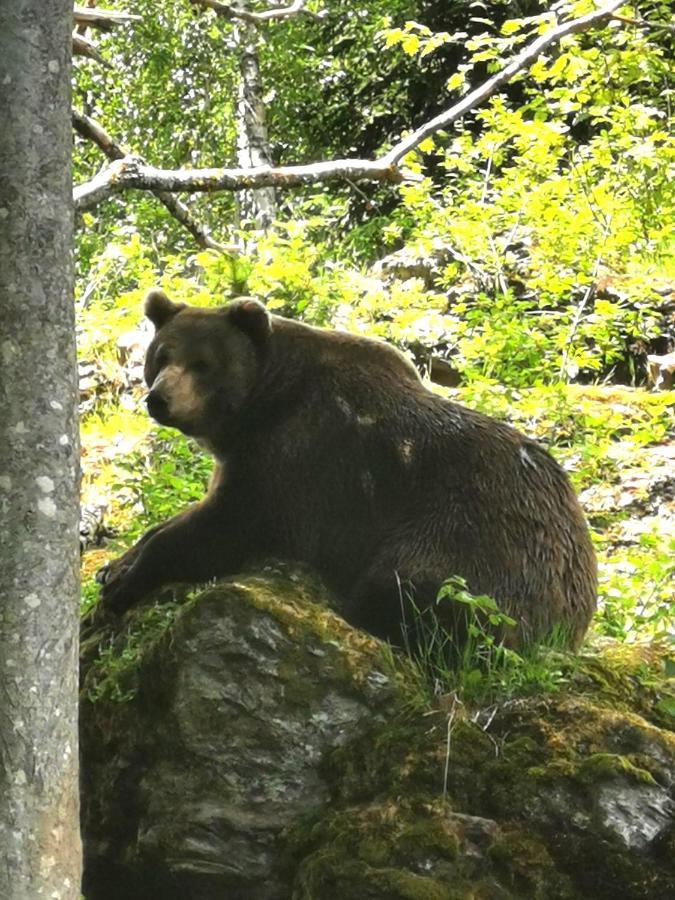 Anno - Wohlfuehlen Am Bachal In Altschoenau Neuschönau Buitenkant foto